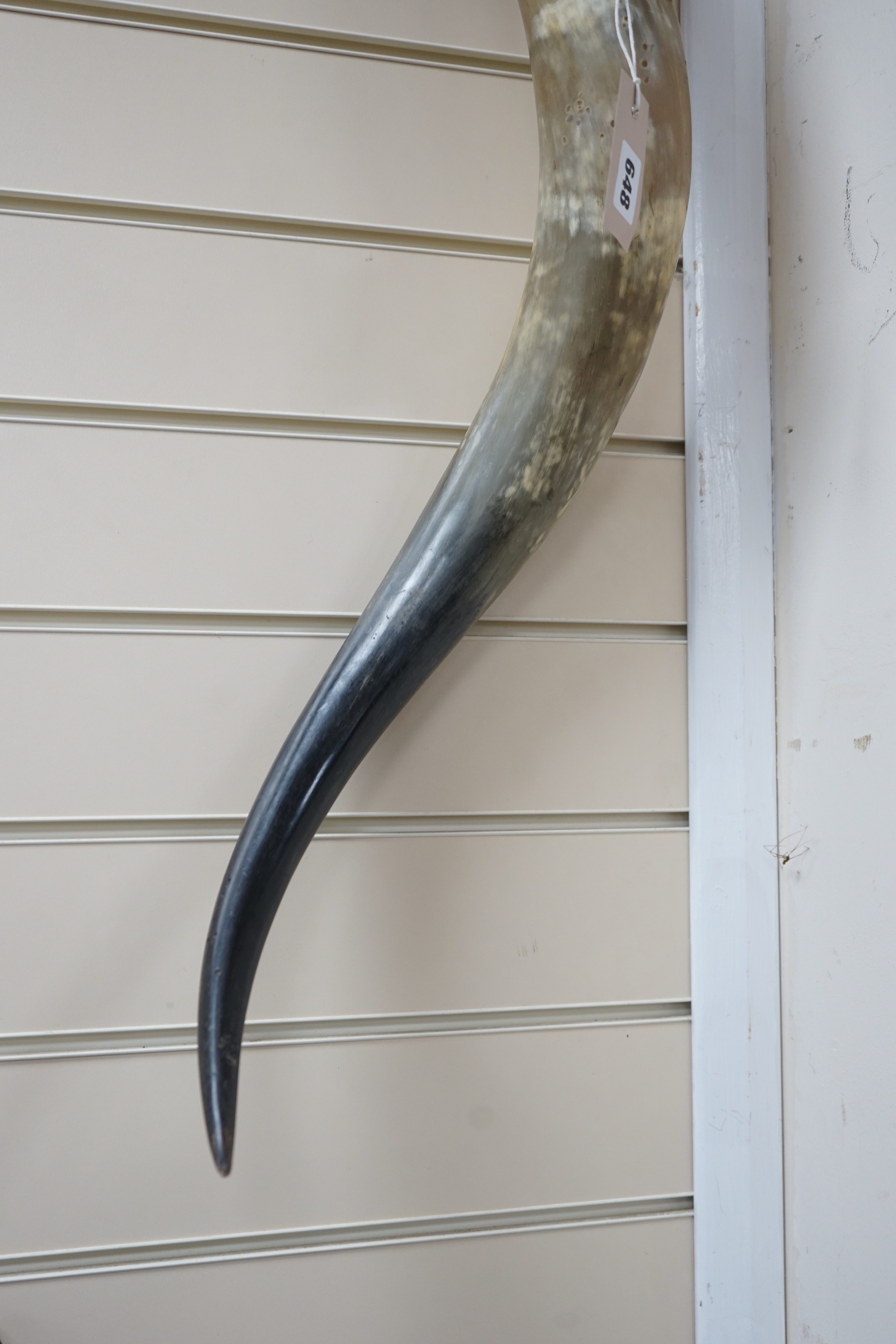 A large Florentine horn. Approx 70cm tall